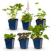 Green boutiQ - Perennials - Border Package - Shade - Assorted - Types and Colors - 6 Plants - Pot 11cm - Height 15-25cm Bild 2