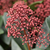 Set mit 3 Skimmia ‚Rubella‘ – Ø 10,5 cm – ↨ 20-25 cm Bild 5