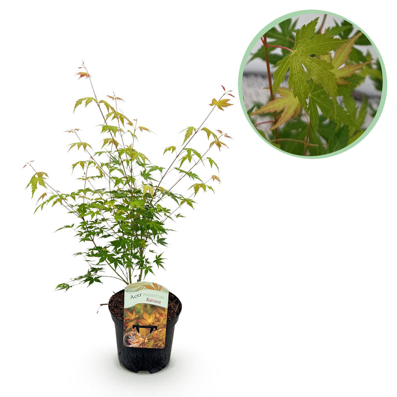 Japanischer Ahorn 'Katsura' – Orange, 70cm, Topf 19cm