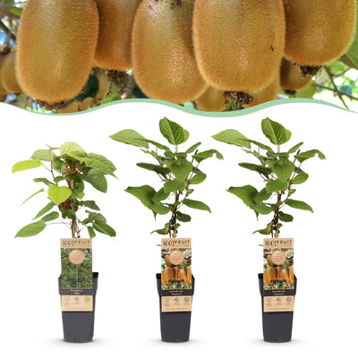 Kiwi Pflanzen Set: 1M/2W Actinidia Weiki & Hayward, Topf 15cm