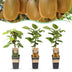 Kiwi Plant Set: 1M/2F Actinidia Weiki & Hayward, 15cm Pot Bild 1
