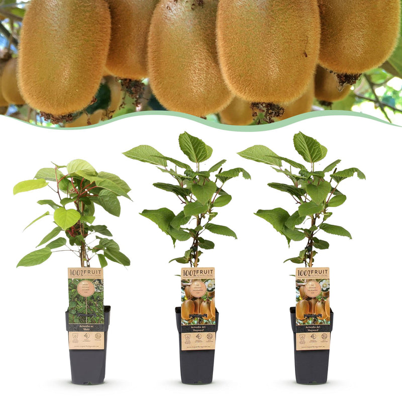 Kiwi Plant Set: 1M/2F Actinidia Weiki & Hayward, 15cm Pot