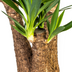 Yucca Elephantipes Verzweigt, Topf Ø24cm, 80-100cm Bild 4