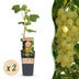 Vitis vinifera Lakemont - Goldgelbe Trauben - 2 winterharte Rebenpflanzen Bild 1