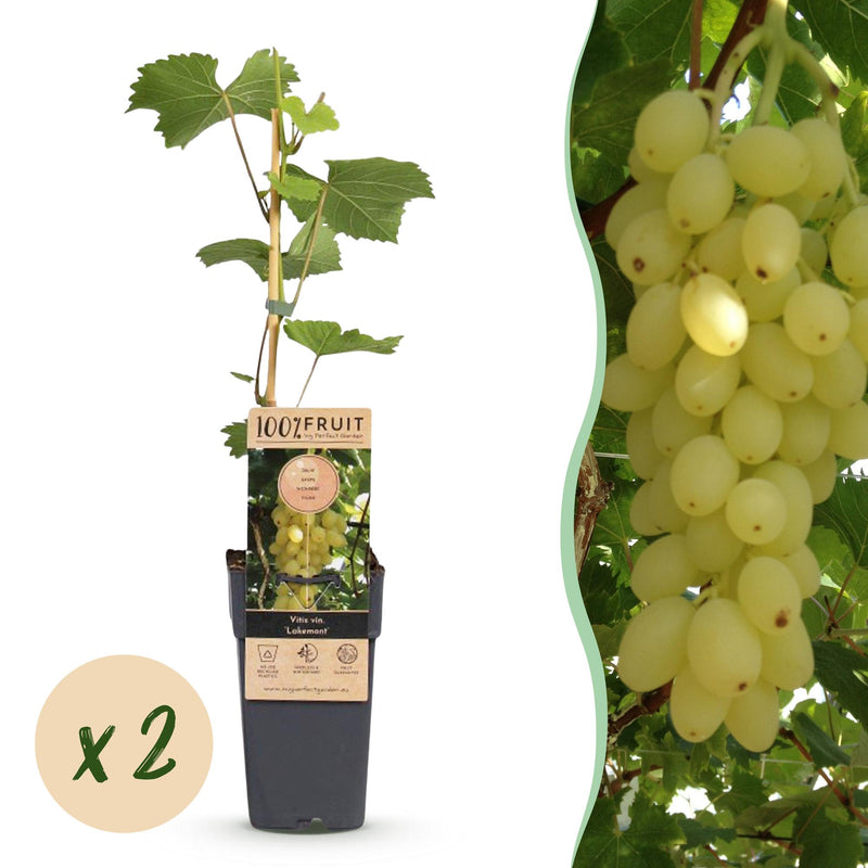 Vitis vinifera Lakemont - Goldgelbe Trauben - 2 winterharte Rebenpflanzen