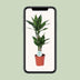 Dracaena Janet Lind - Dragon Tree, 70cm, Pot Ø17cm Bild 5