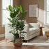 Ficus Audrey Bündel: 3 Stecklinge (Ø27cm, ↕105cm) für Ihr Zuhause Bild 3