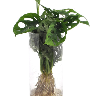 Monstera im Zylinderglas – Hydrokultur, pflegeleicht, Deko Ø12cm
