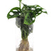 Monstera im Zylinderglas – Hydrokultur, pflegeleicht, Deko Ø12cm Bild 1