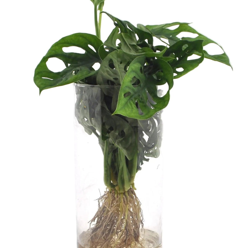 Monstera im Zylinderglas – Hydrokultur, pflegeleicht, Deko Ø12cm