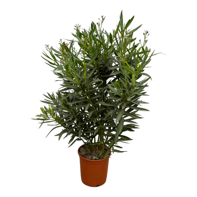 Nerium Oleander Strauch, rote Blüte, 160 cm, Ø24-27cm