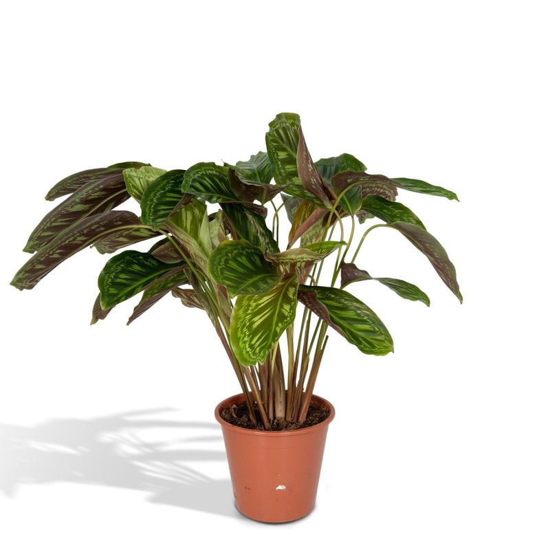 Calathea Flamestar (Pfauenpflanze) 19cm Topf, 75cm hoch