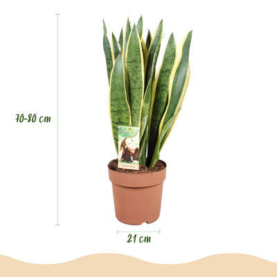 Sansevieria Laurentii Zimmerpflanze mit Topf Weiß, 70-80cm
