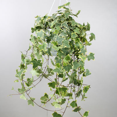 Hedera Helix Gold Child - Hang/XXL - Ø24cm