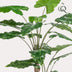 Artificial Alocasia Frydek, 180 cm, Evergreen, Easy-care Bild 3
