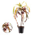 Croton Dreadlock - Ø19cm - ↕70cm Bild 2