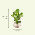 Clusia in Glass: Easy-care Hydroponic Plant for Your Home Bild 2