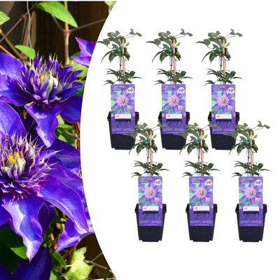 6x Clematis 'Multi Blue' – Blauwüchsige Kletterpflanze im P9 Topf