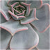 ROOTLESS Echeveria Lilacina 12-14cm in roter Keramikschale Ø20cm Bild 4