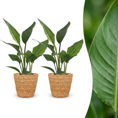 Green boutiQ - Strelitzia Reginea - Paradiesvogelblume - 2 Pflanzen - mit Korb - Topf 12cm - Höhe - 35cm