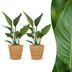Green boutiQ - Strelitzia Reginea - Paradiesvogelblume - 2 Pflanzen - mit Korb - Topf 12cm - Höhe - 35cm Bild 1