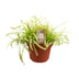Drosera Capensis in a 12cm pot – Fascinating carnivorous plant Bild 1