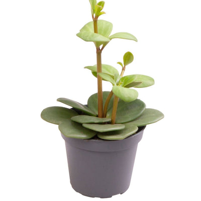 Peperomia Hope Zimmerpflanze – Grün, tropisch, Ø6cm