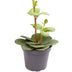 Peperomia Hope Zimmerpflanze – Grün, tropisch, Ø6cm Bild 1