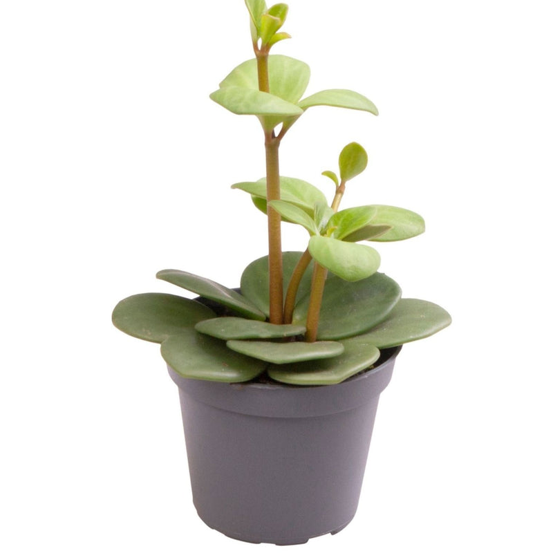 Peperomia Hope Zimmerpflanze – Grün, tropisch, Ø6cm