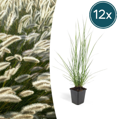 12x Federgras 'Hameln' (10-25cm, Ø9cm) - Eleganz für Ihren Garten