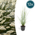 12x Federgras 'Hameln' (10-25cm, Ø9cm) - Eleganz für Ihren Garten Bild 1