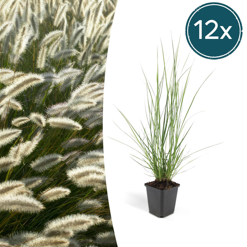12x Federgras 'Hameln' (10-25cm, Ø9cm) - Eleganz für Ihren Garten