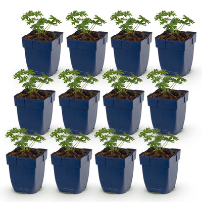 Green boutiQ - Perennial - Geranium sang. Album - Cranesbill - Ground Cover - White - 12 Plants - Pot 11cm - Height 15-25cm