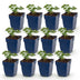 Green boutiQ - Perennial - Geranium sang. Album - Cranesbill - Ground Cover - White - 12 Plants - Pot 11cm - Height 15-25cm Bild 1