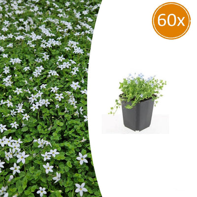 60x Isotoma fluviatilis 'Alba' Groundcover - 10-25cm
