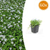 60x Isotoma fluviatilis 'Alba' Bodendecker - 10-25cm Bild 1