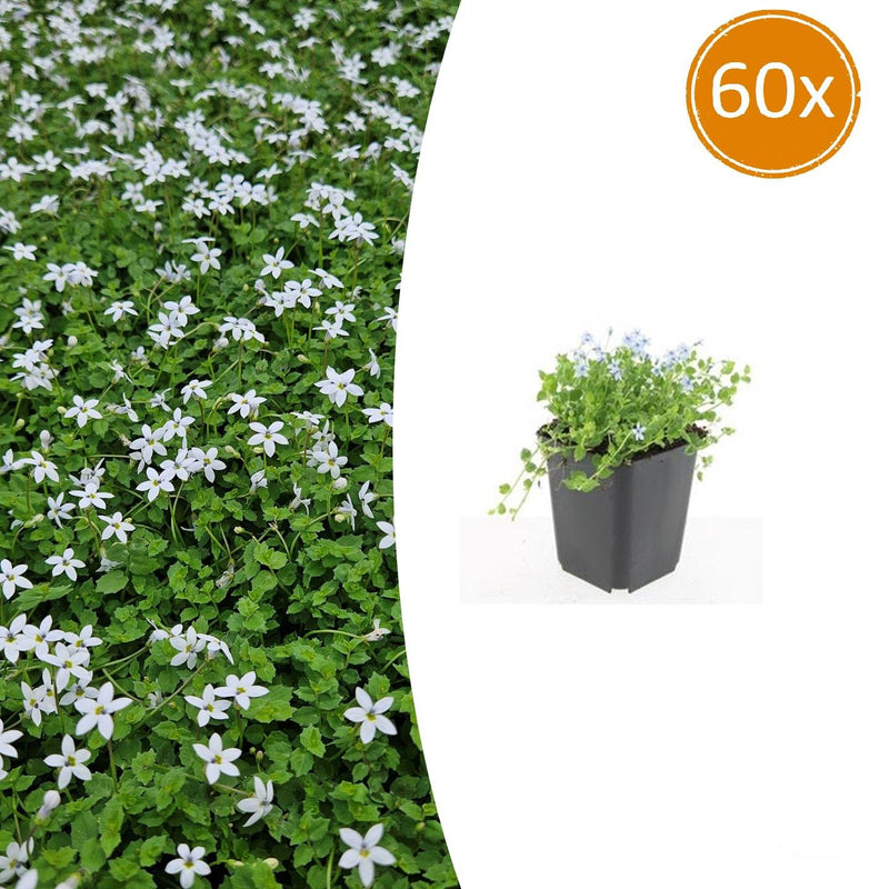 60x Isotoma fluviatilis 'Alba' Bodendecker - 10-25cm