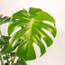 Monstera Deliciosa mit Körbchen Selin, 80cm, Ø21cm Bild 3