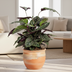 Calathea Ornata Sanderiana, Ø27cm, 60-80cm hoch Bild 6