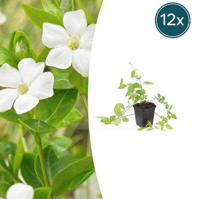 12x Vinca major 'Alba' Bodendecker, weiß blühend, 10-25cm
