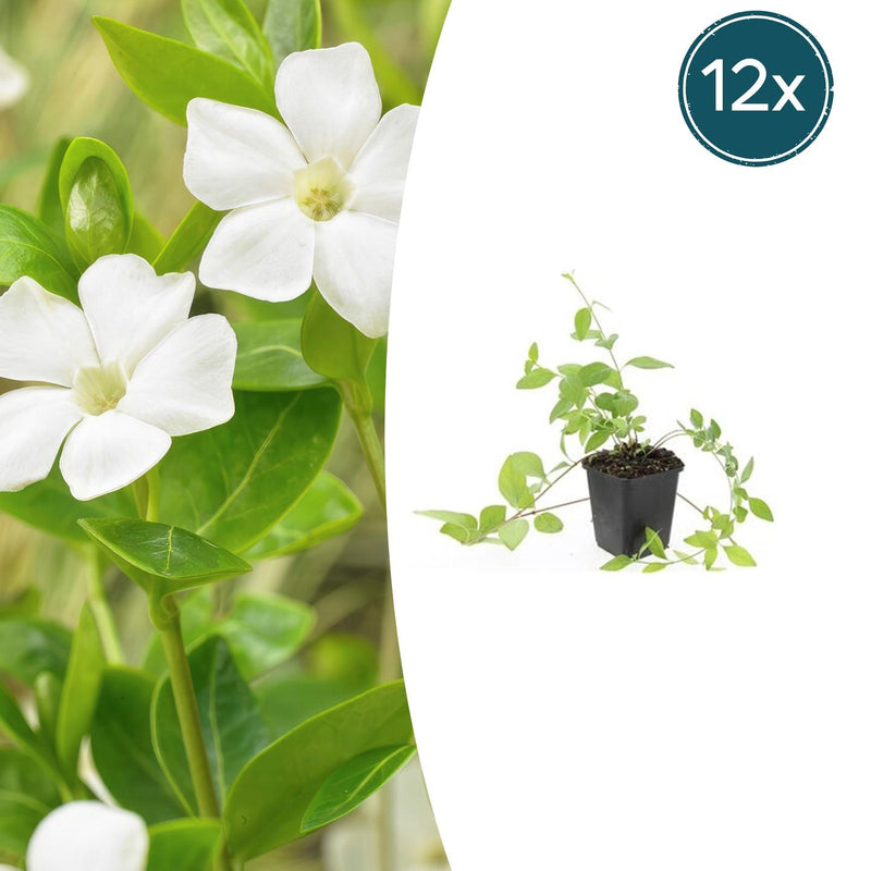 12x Vinca major 'Alba' Bodendecker, weiß blühend, 10-25cm