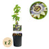 GreenboutiQ Passionsblume 'Passiflora caerulea' - 2 Pflanzen Bild 1