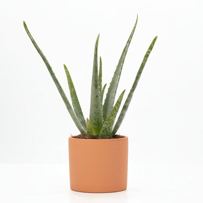 Aloe Vera P&PURE Collection – Robuste Zimmerpflanze im Ø12cm Topf