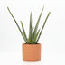 Aloe Vera P&PURE Collection – Robuste Zimmerpflanze im Ø12cm Topf Bild 2