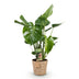 Monstera Deliciosa: Easy-care houseplant in a basket, 50-55cm Bild 2