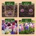 20x Hyacinthus mix - Mixed Hyacinth - Miscellaneous - Spring bloomer - Bulb size 14/15 Bild 4