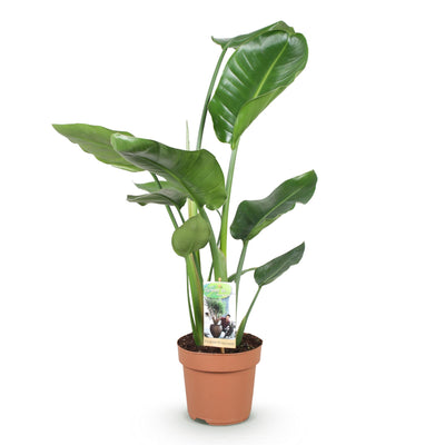 Stelitzia Nicolai Paradiesvogelblume – Wenig Pflege – Topf 17cm – Höhe 70-90cm