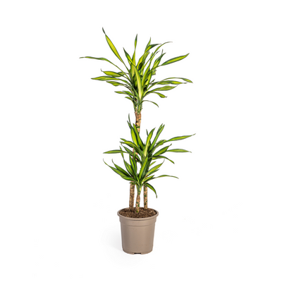Dracaena Deremensis Rikki, Topf Ø21cm, Höhe 90-110cm