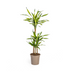 Dracaena Deremensis Rikki, Topf Ø21cm, Höhe 90-110cm Bild 1