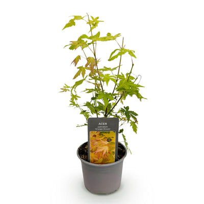Acer palmatum Orange Dream – Zierahorn, 35cm, Topf 12cm, wenig Pflege